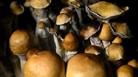 The Economics of Magic Mushroom Busts
